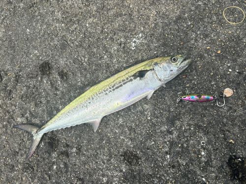 サゴシの釣果