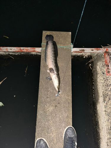 ライギョの釣果