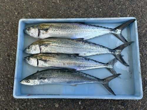 サゴシの釣果