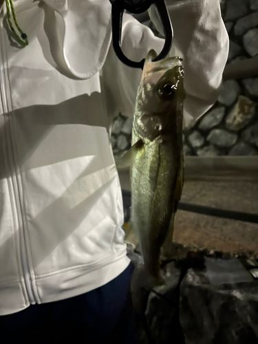 表浜名湖