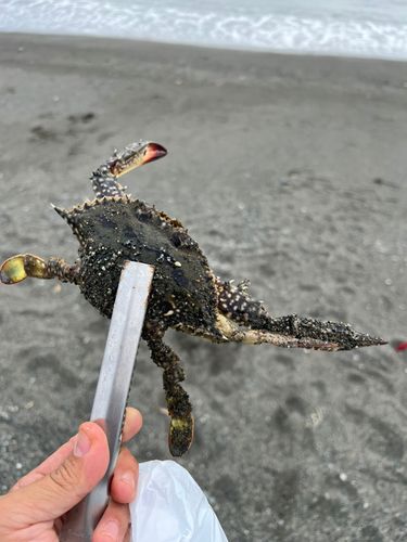 ワタリガニの釣果