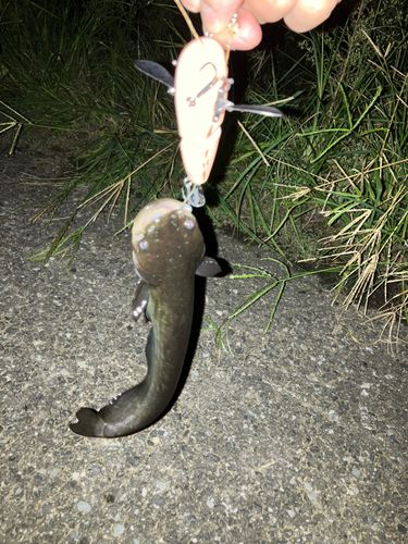 ナマズの釣果