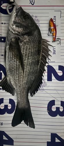 クロダイの釣果