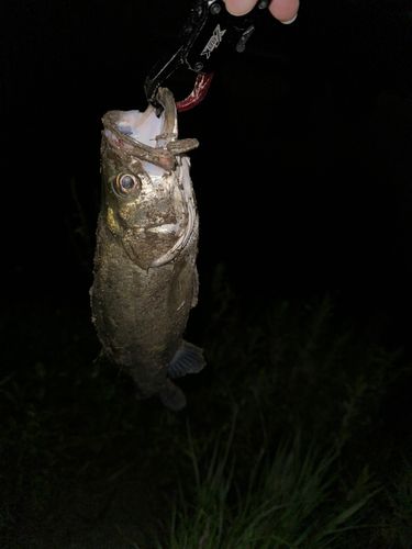 セイゴ（タイリクスズキ）の釣果