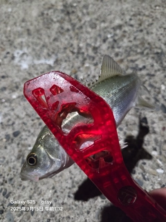 セイゴ（マルスズキ）の釣果