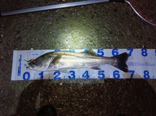 シーバスの釣果