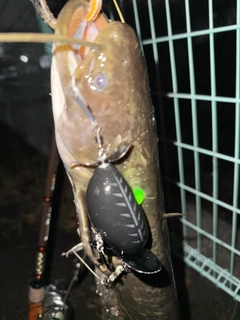 ナマズの釣果
