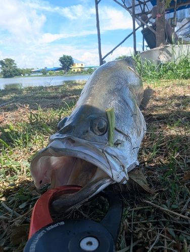 バラマンディの釣果