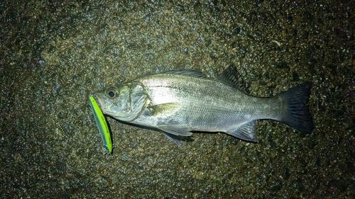 ヒラスズキの釣果