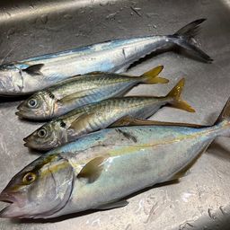 アジ
