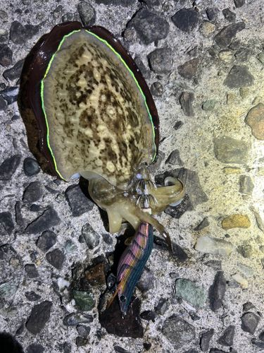 コウイカの釣果