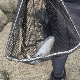 アオリイカ