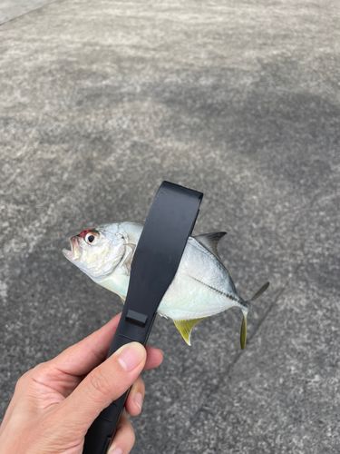 メッキの釣果