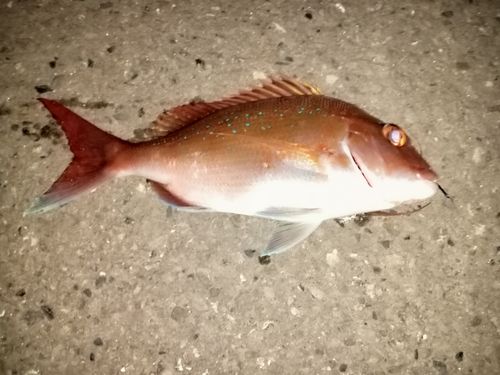 タイの釣果