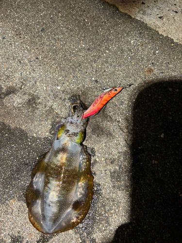アオリイカの釣果