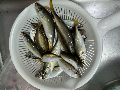 白杉漁港