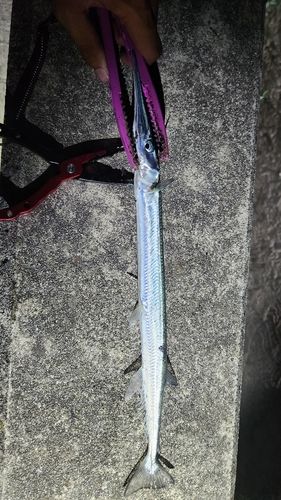ダツの釣果