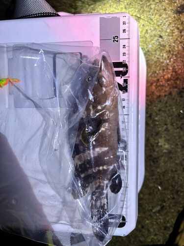 釣果