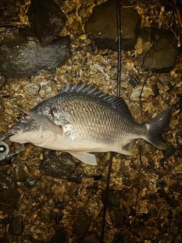 キビレの釣果