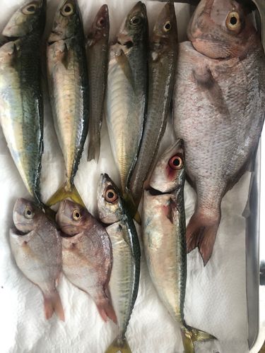マダイの釣果