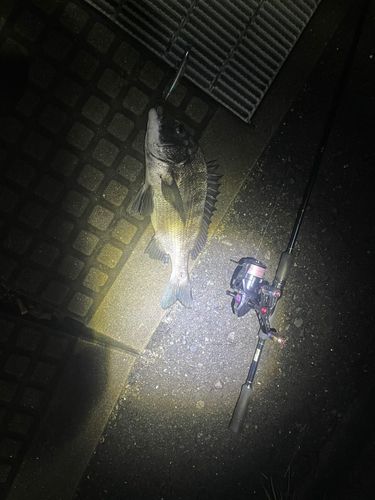 チヌの釣果