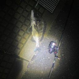チヌ