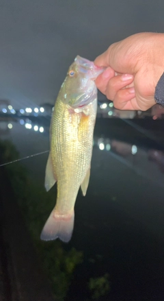 ラージマウスバスの釣果