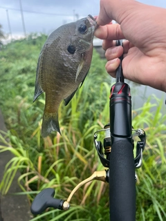 ブルーギルの釣果