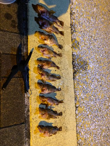 カサゴの釣果
