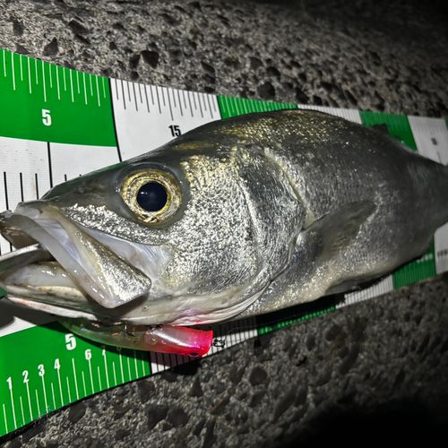 スズキの釣果