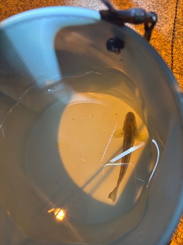 ハゼの釣果