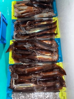 スルメイカの釣果