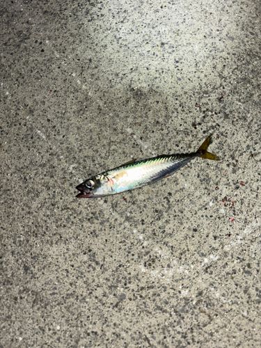 サバの釣果