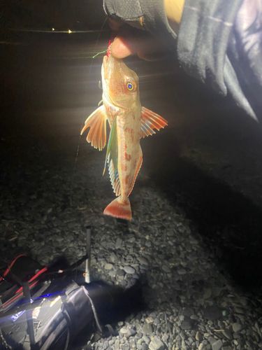 駿河湾