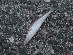 シロギスの釣果