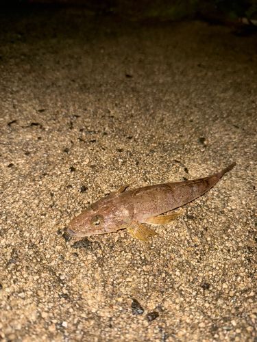 マアジの釣果