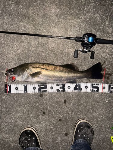 シーバスの釣果