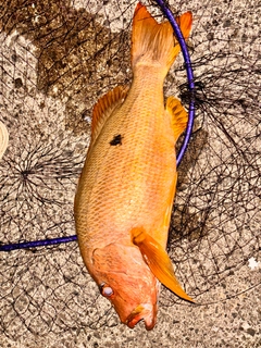 イッテンフエダイの釣果