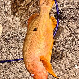 イッテンフエダイ