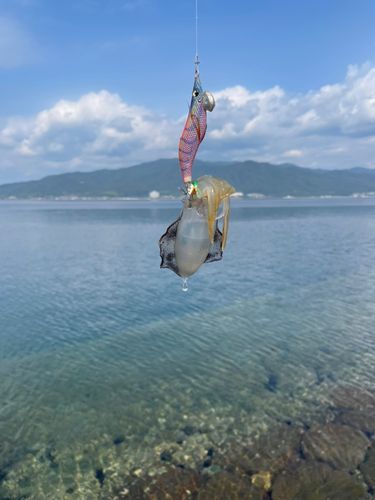 宮津湾