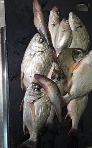 キチヌの釣果