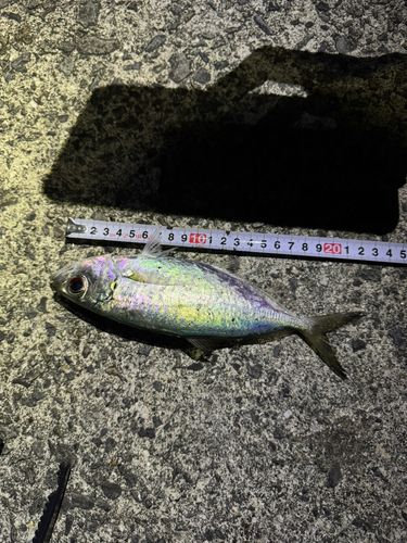 マアジの釣果