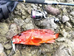 アカハタの釣果