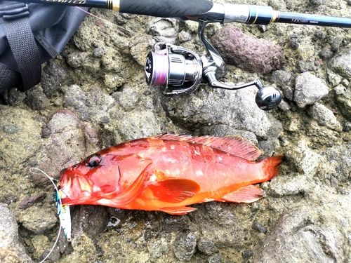 アカハタの釣果
