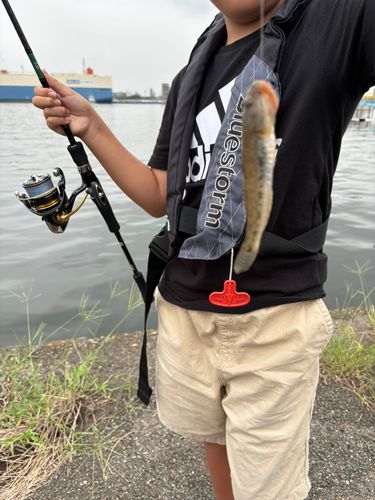 マハゼの釣果