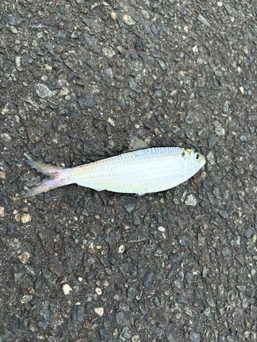 サッパの釣果