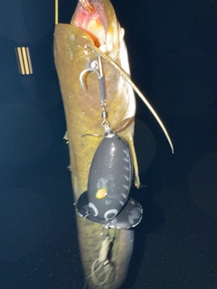 ナマズの釣果