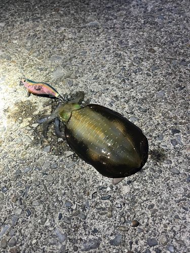 アオリイカの釣果
