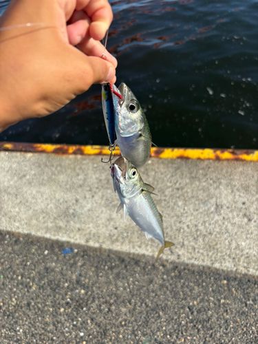 サバの釣果