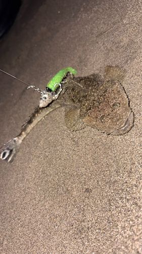 マゴチの釣果